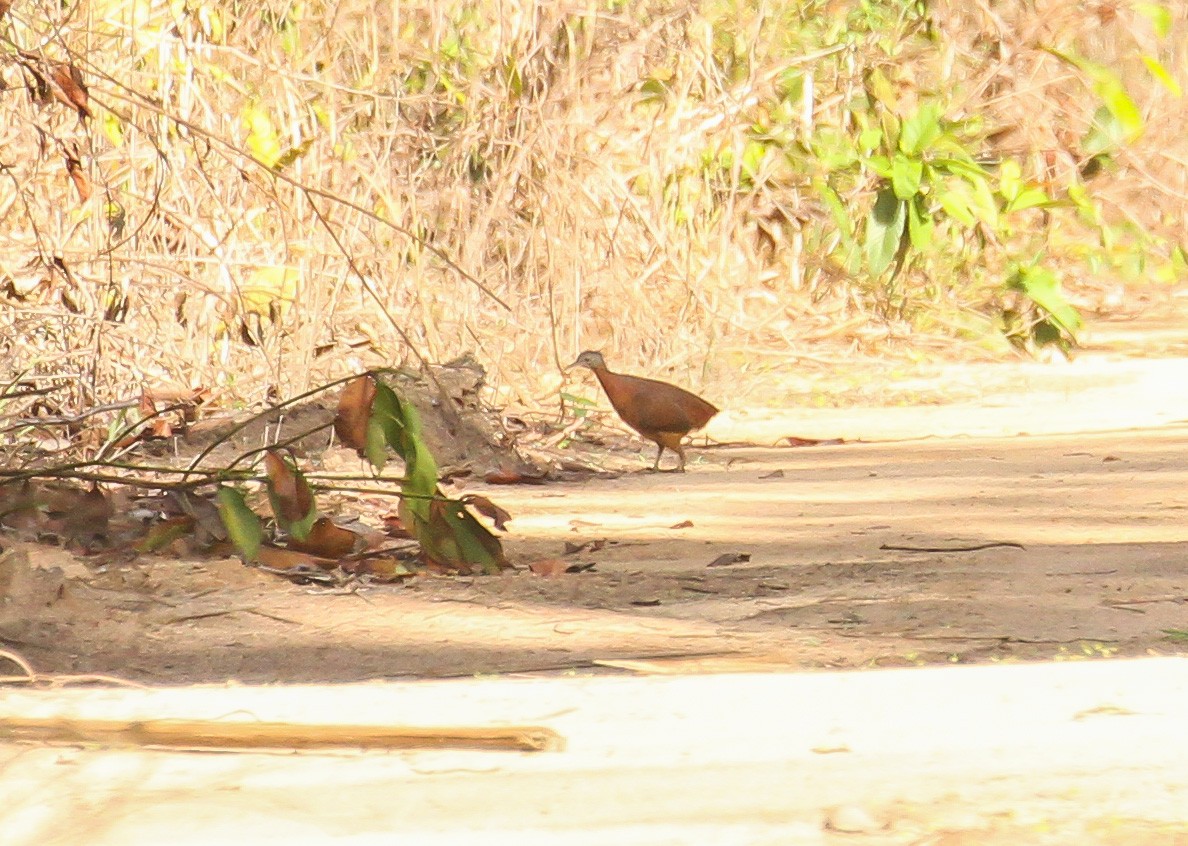 Tinamou soui - ML645580277