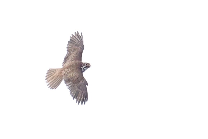 Faucon des prairies - ML645580278