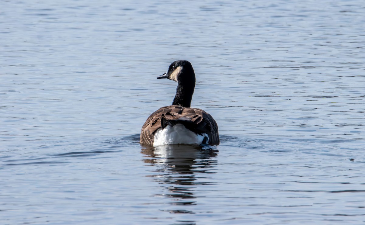 Bernache du Canada - ML645580279