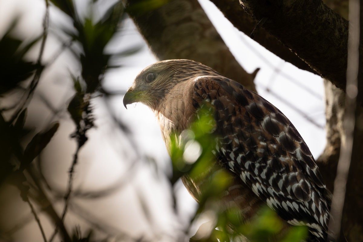 Buse à épaulettes - ML645580281