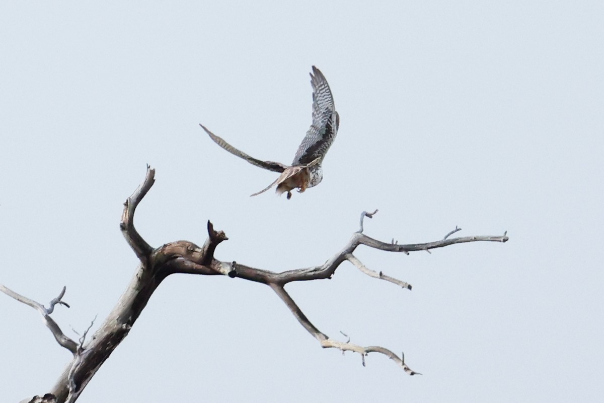 Faucon des prairies - ML645580282