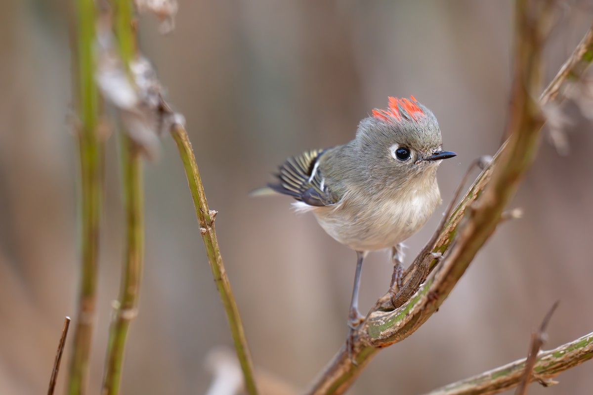 Ruby-crowned Kinglet - ML645580284