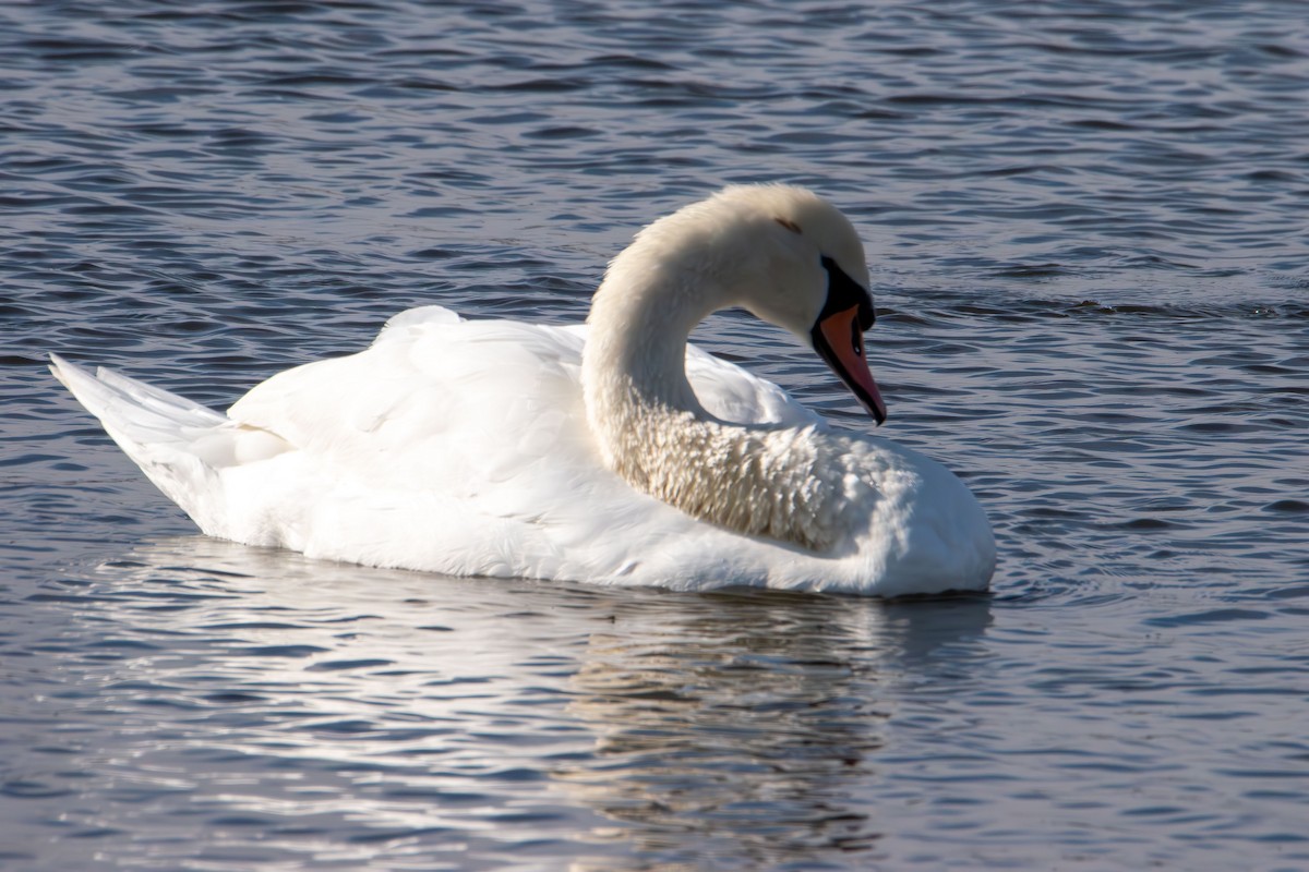 Cygne tuberculé - ML645580288