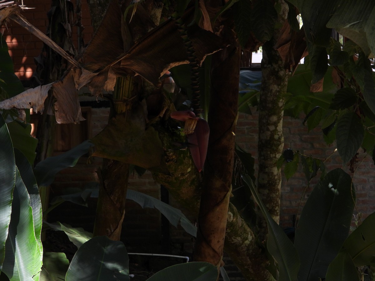 Ermite vert - ML645580290