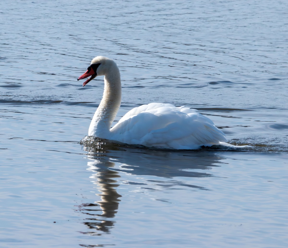Cygne tuberculé - ML645580291