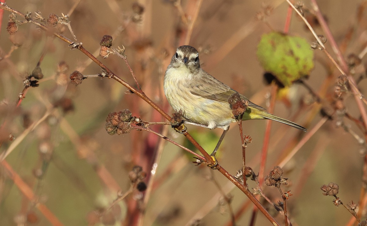 Paruline à couronne rousse - ML645580294