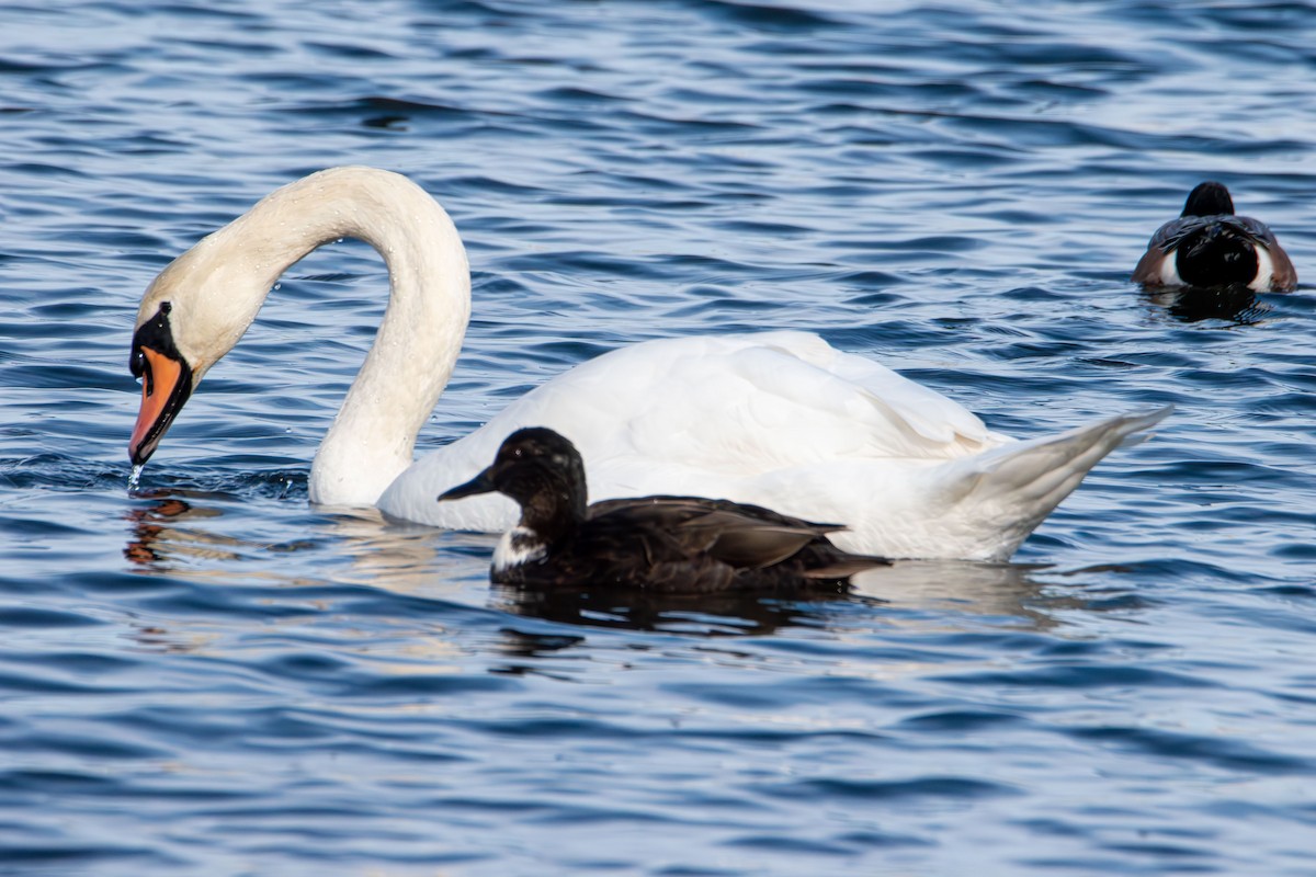 Canard colvert - ML645580295