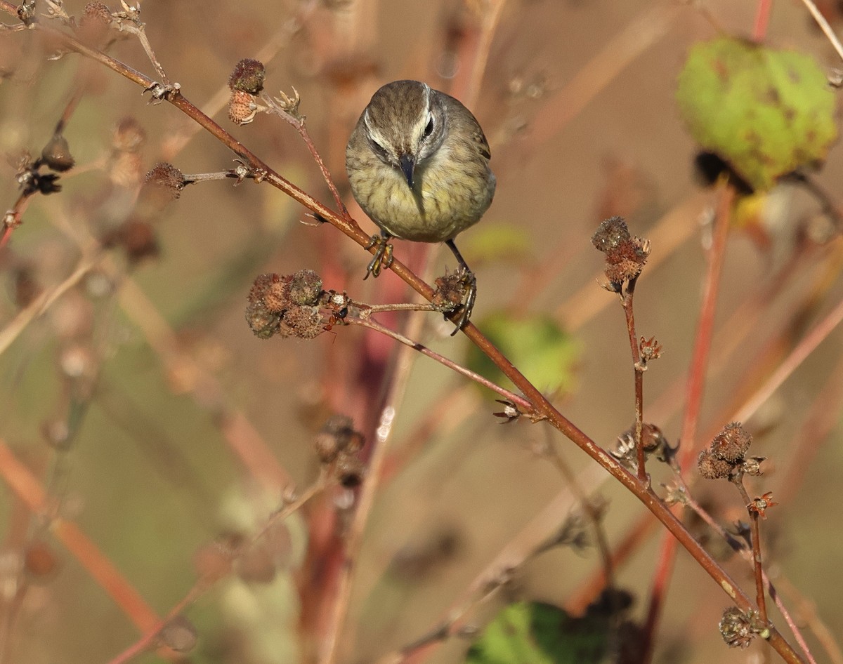 Paruline à couronne rousse - ML645580300