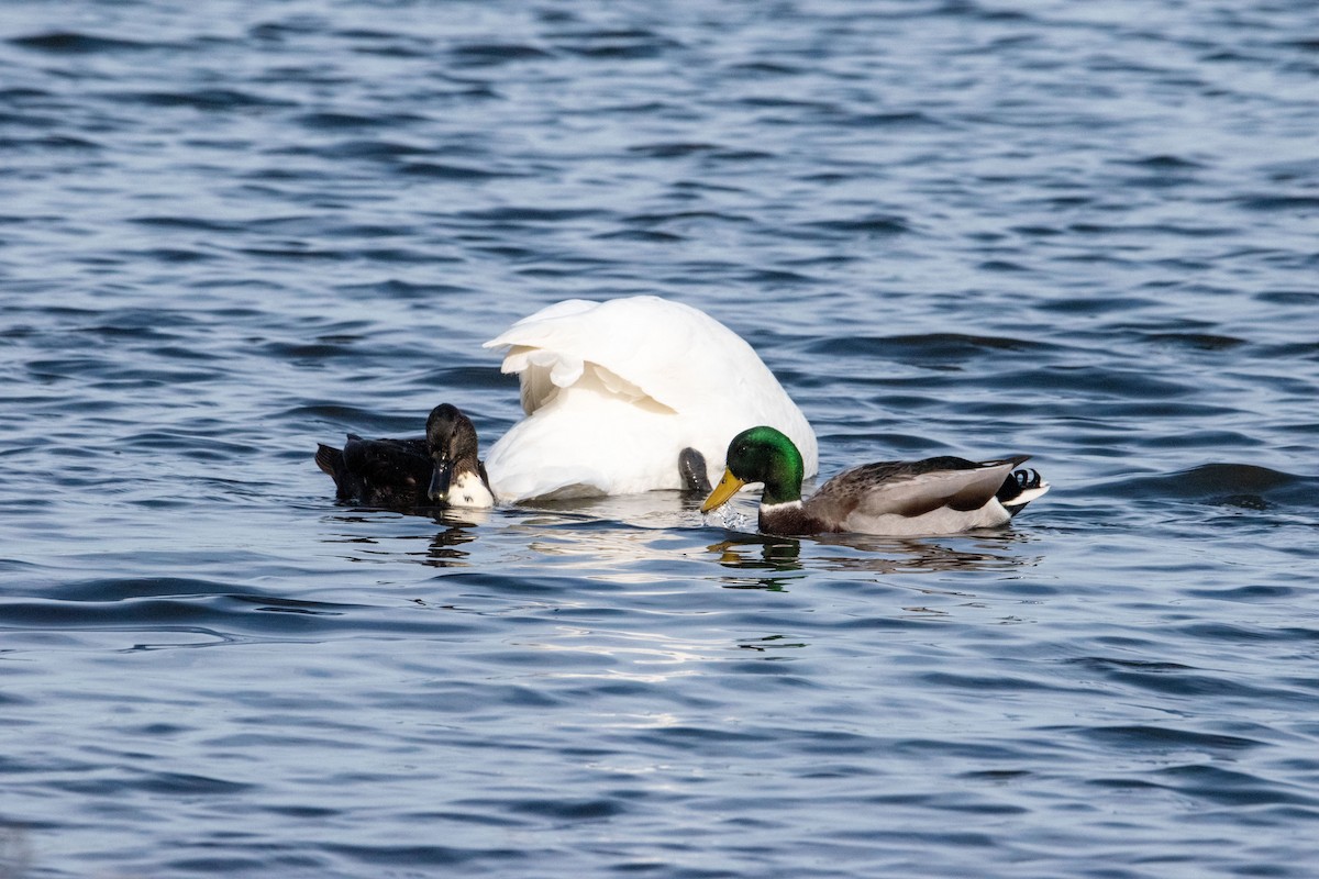 Canard colvert - ML645580301