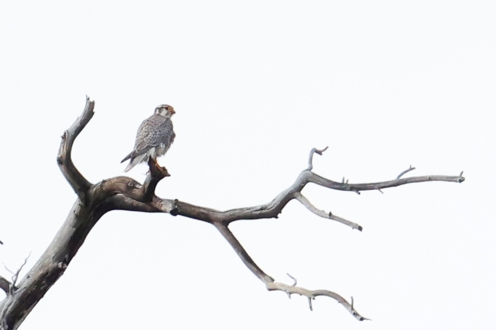 Faucon des prairies - ML645580302