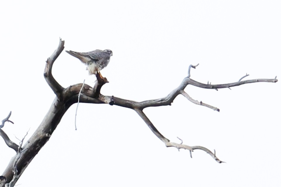 Faucon des prairies - ML645580303