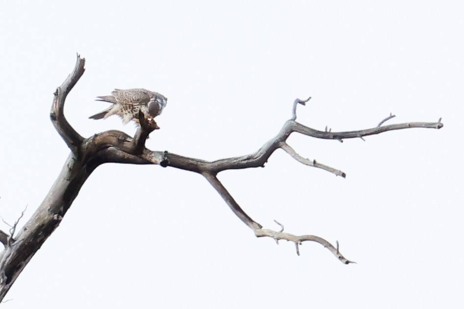 Faucon des prairies - ML645580304