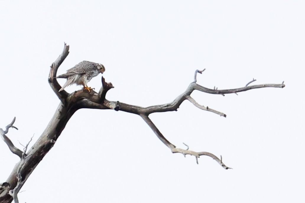 Faucon des prairies - ML645580305