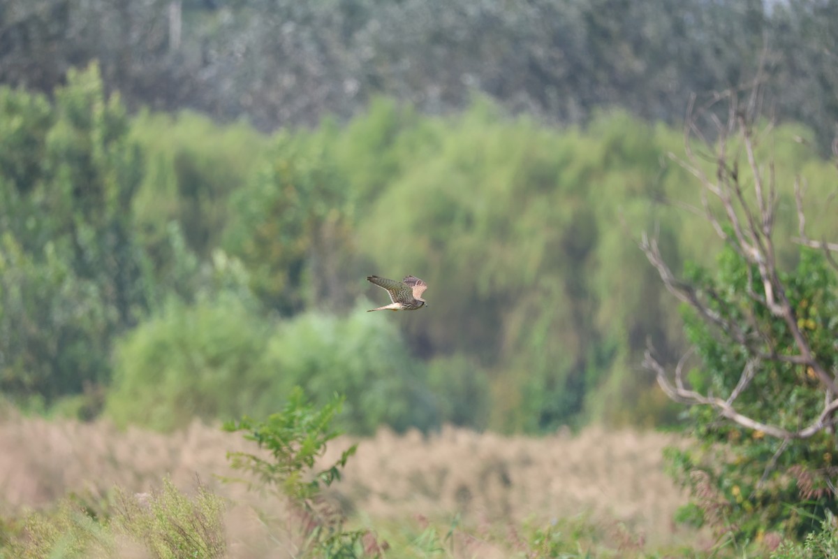 Faucon crécerelle - ML645580307