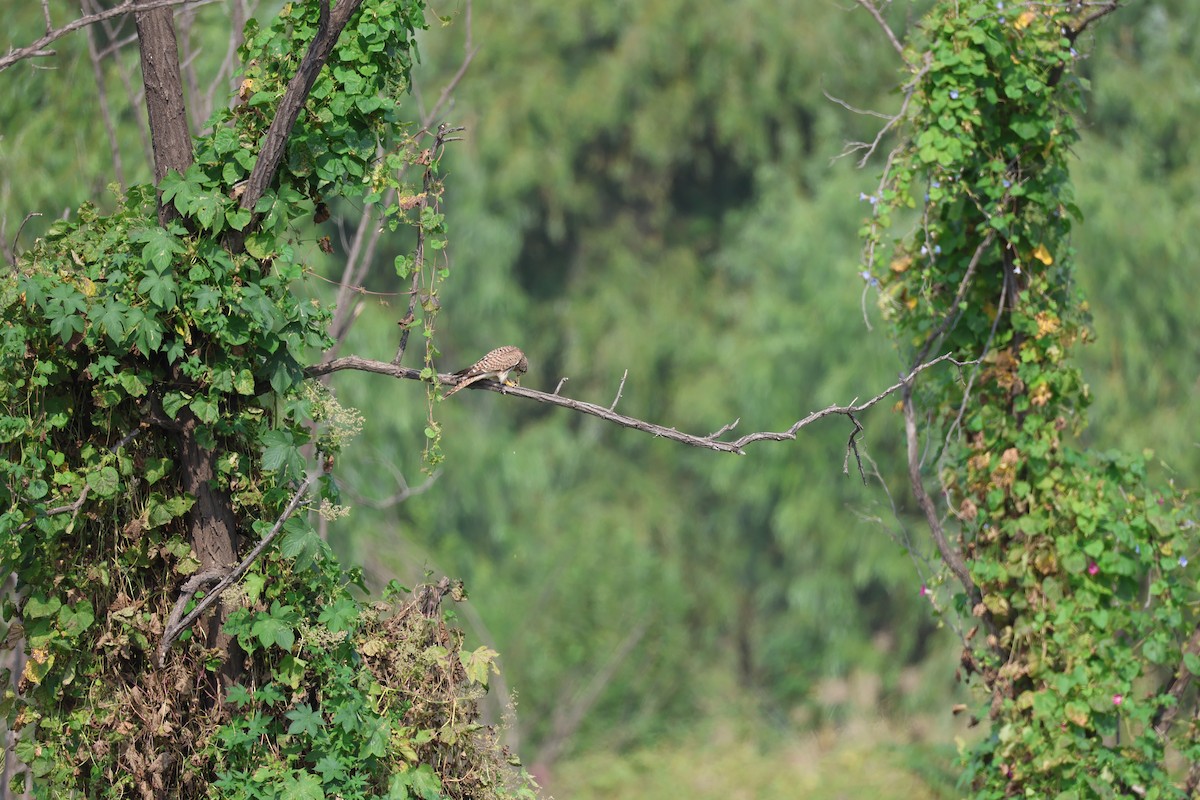 Faucon crécerelle - ML645580308