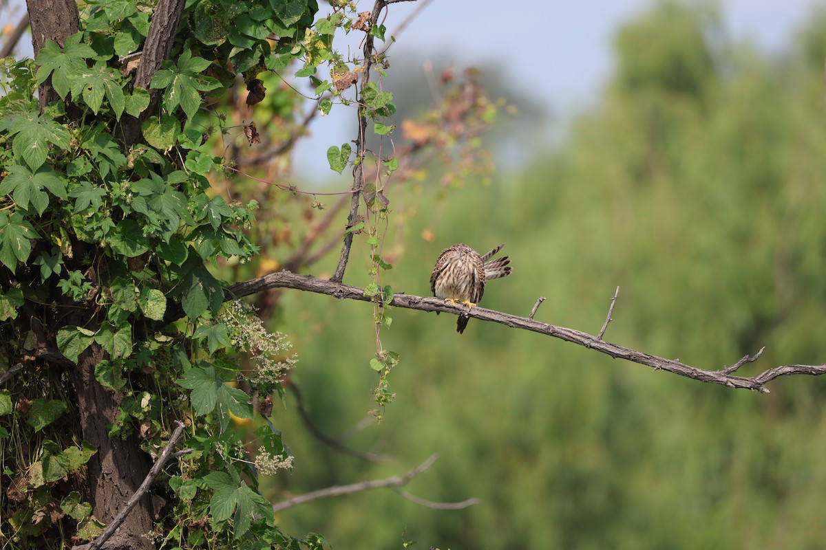 Faucon crécerelle - ML645580309