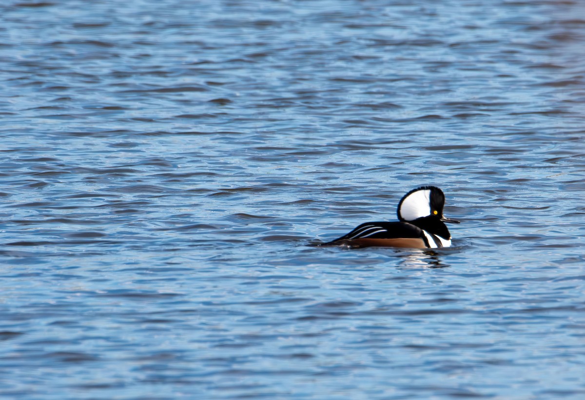 Harle couronné - ML645580310