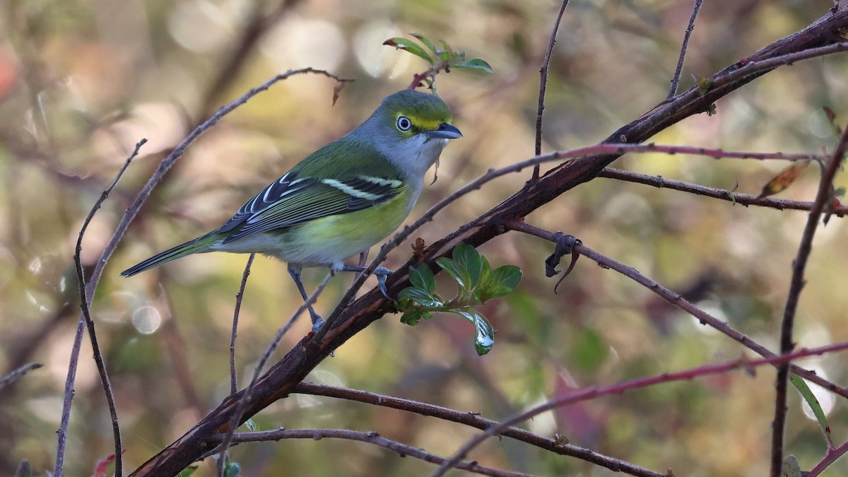ויראו לבן-עין - ML645580322