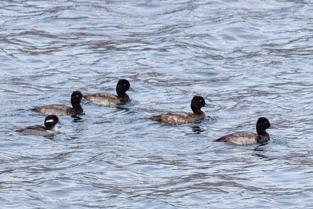Lesser Scaup - ML645580340