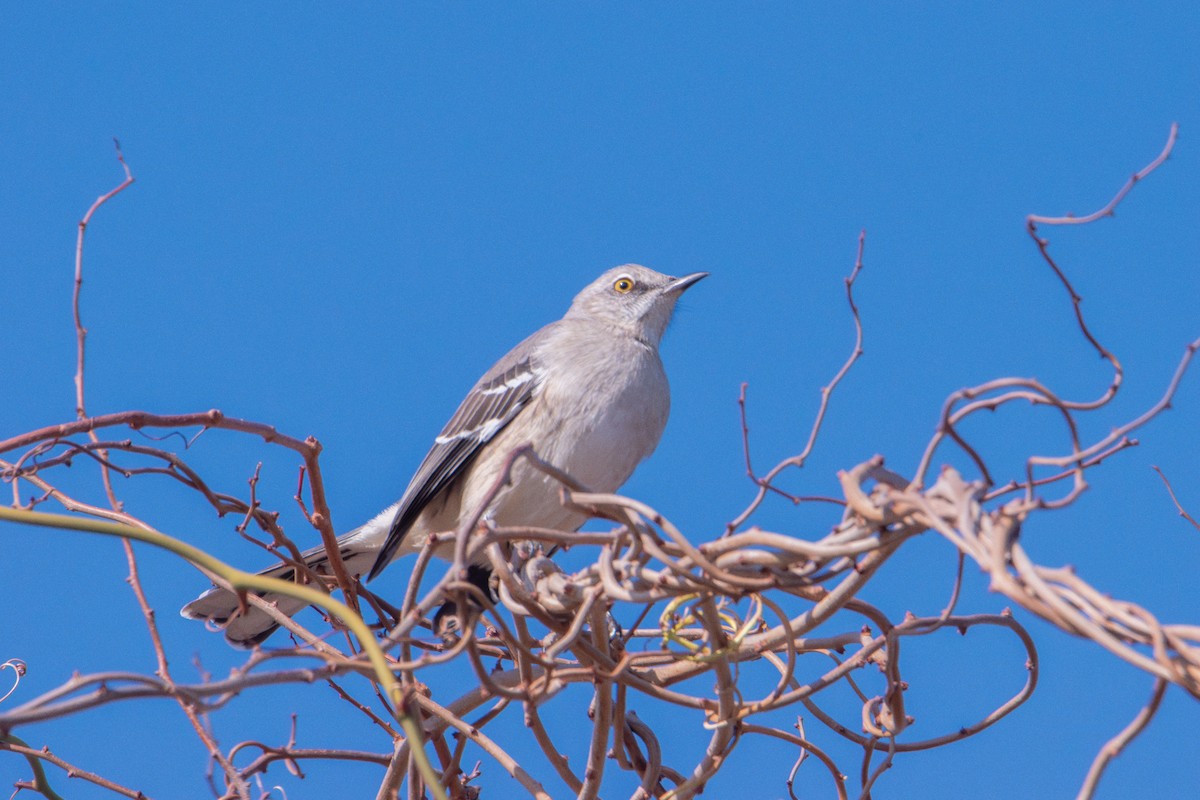 Northern Mockingbird - ML645580343