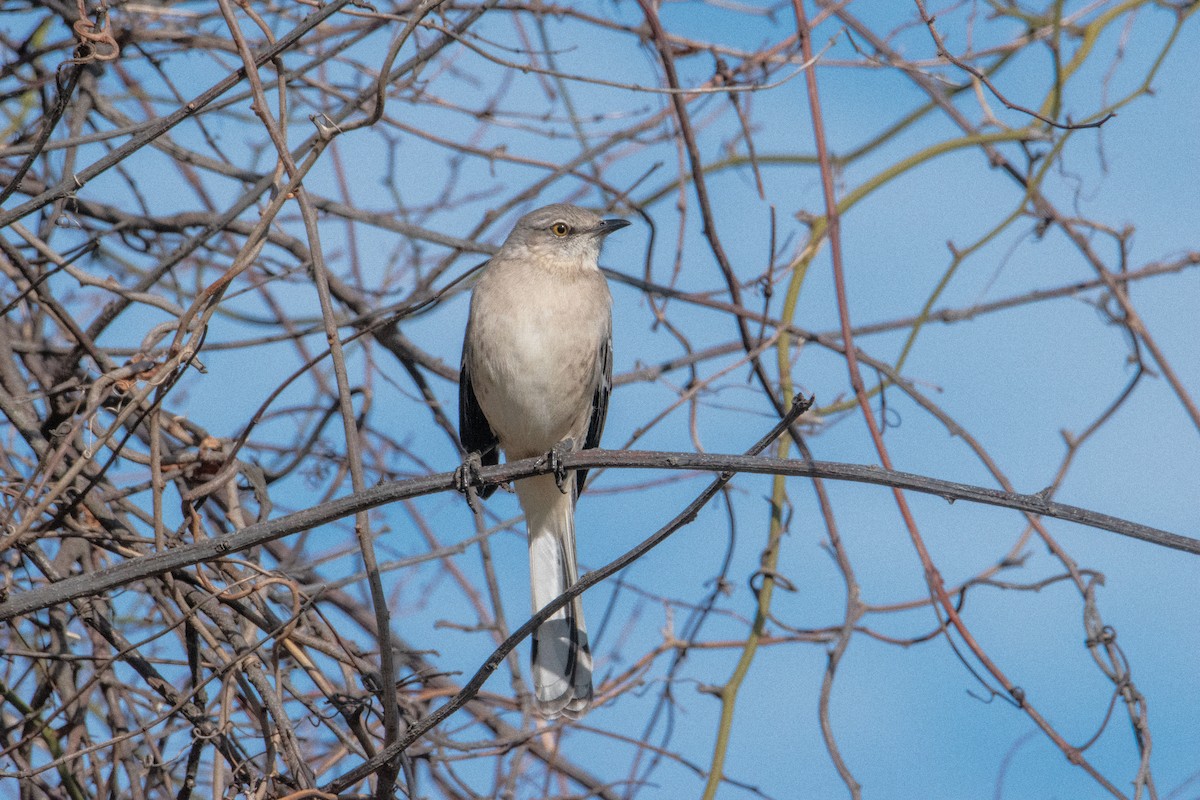 Northern Mockingbird - ML645580344