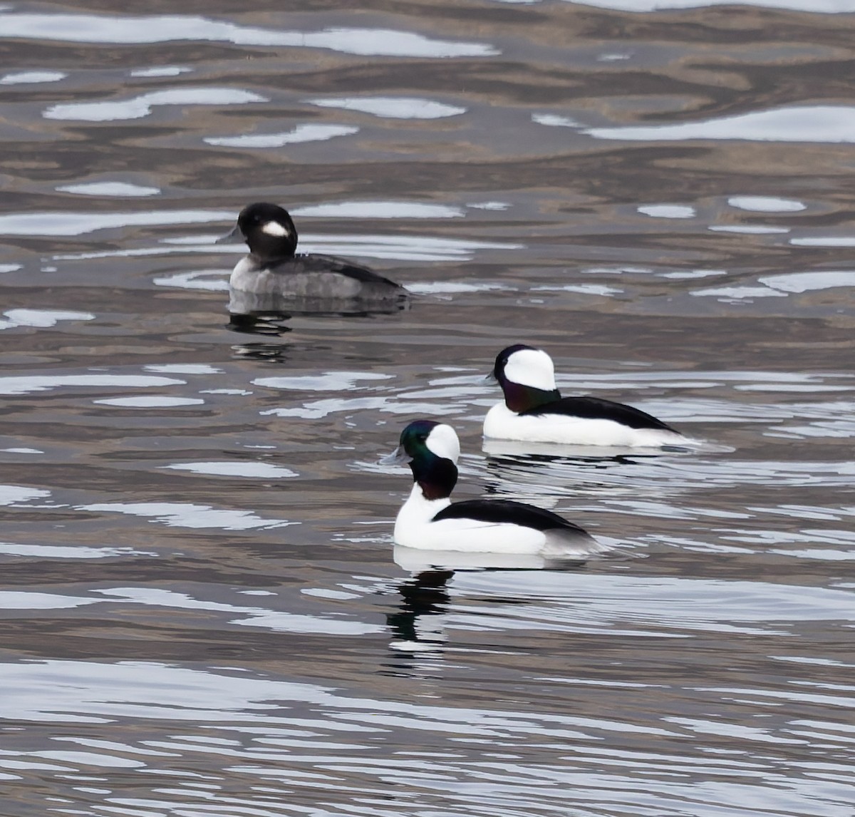 Bufflehead - ML645580356