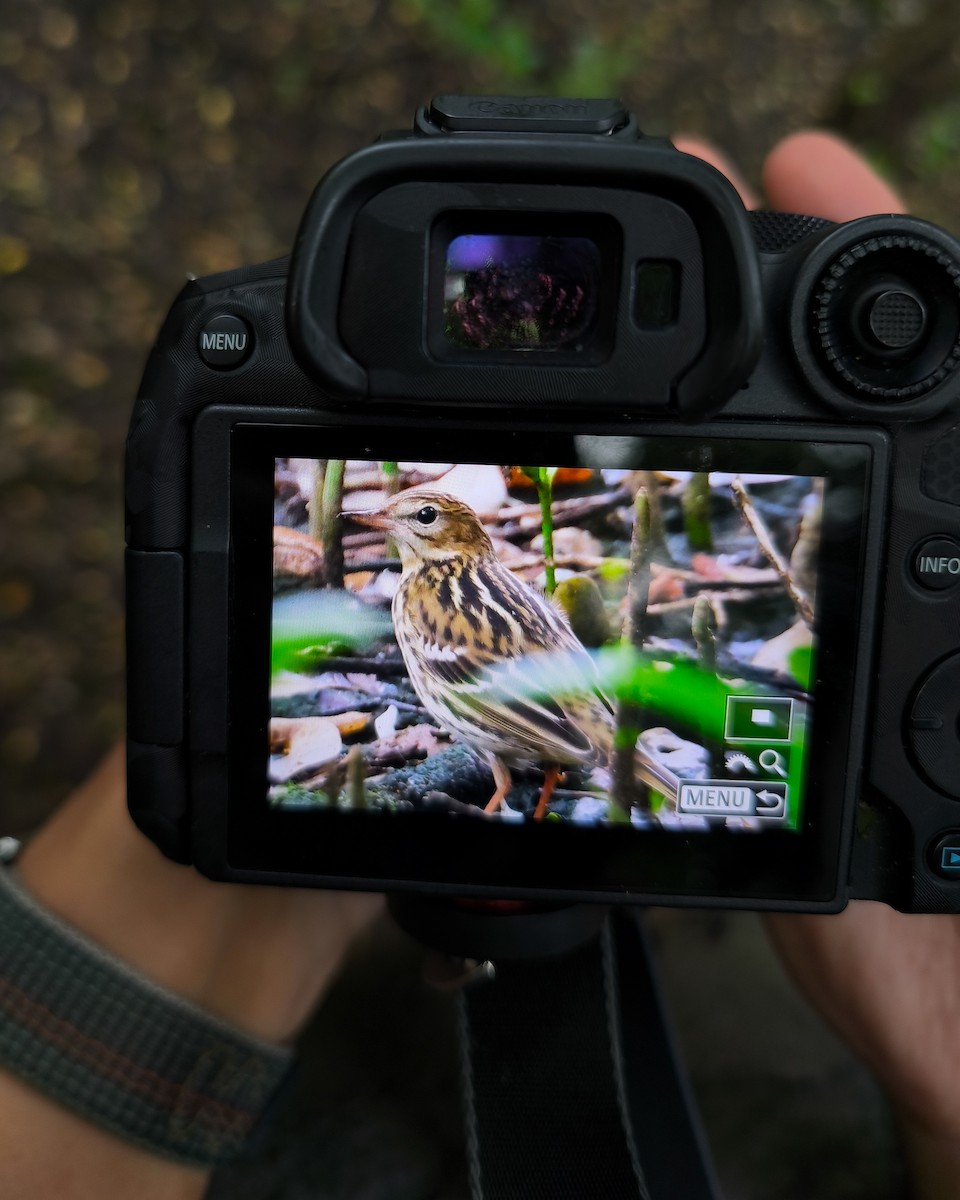 Pechora Pipit - ML645580357