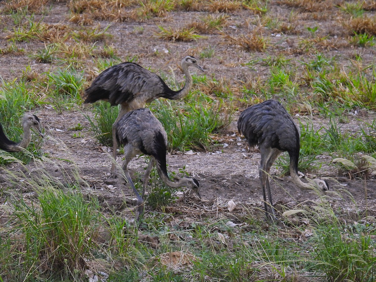 Greater Rhea - ML645580361