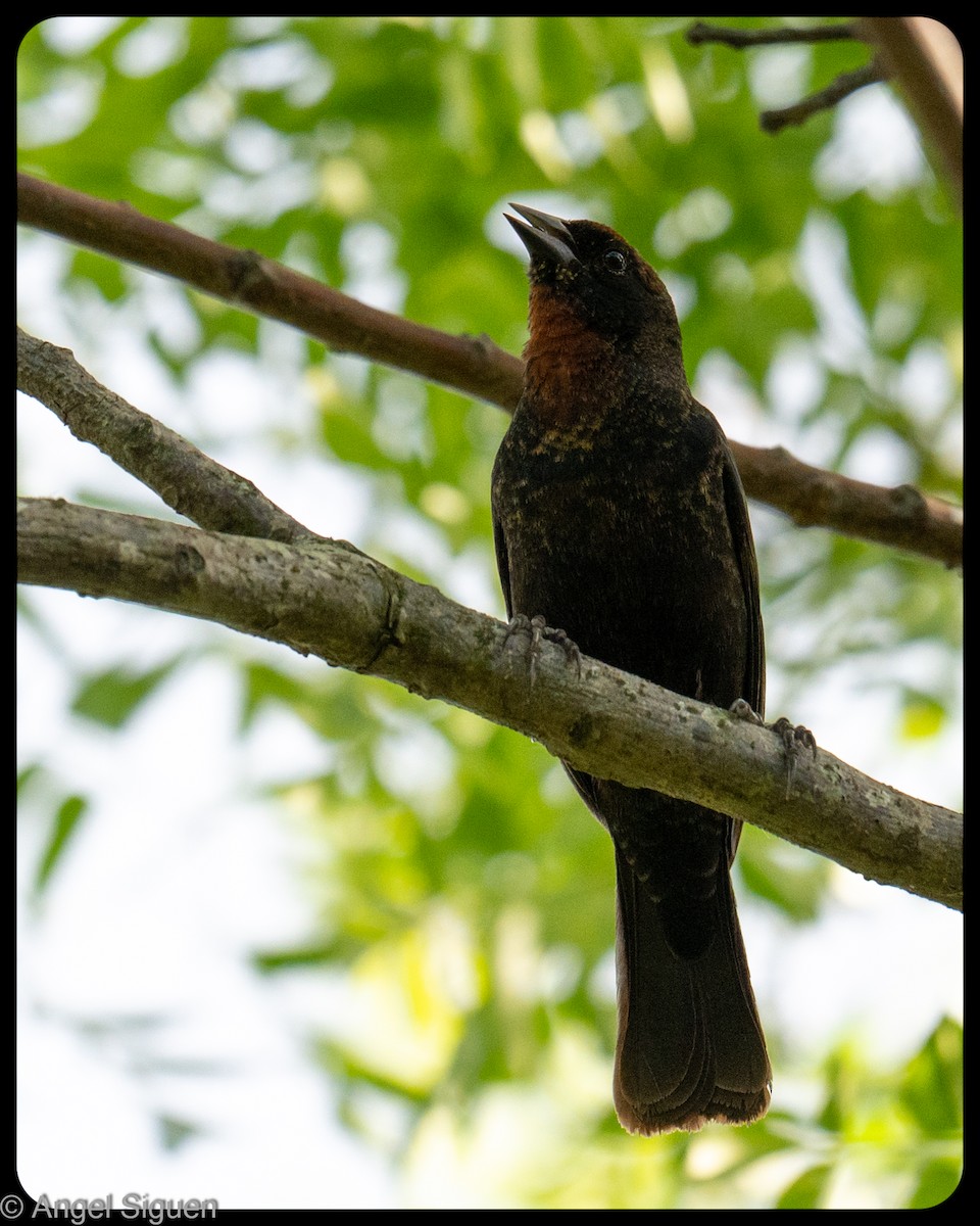 Chestnut-capped Blackbird - ML645580366