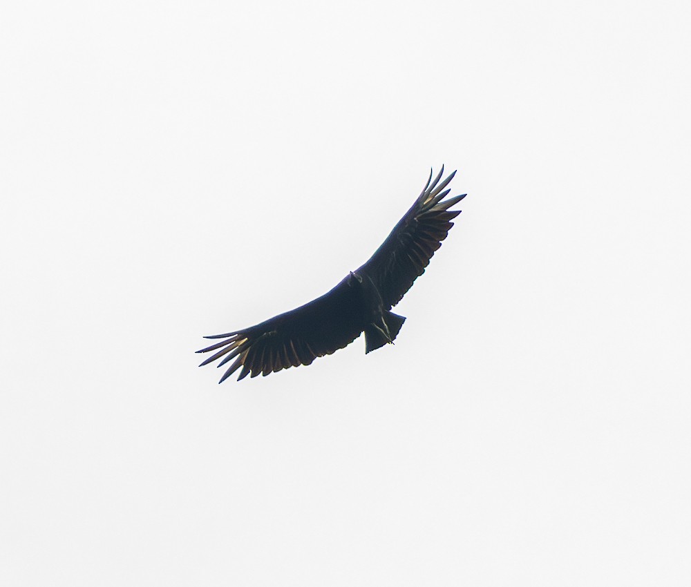 Black Vulture - ML645580368