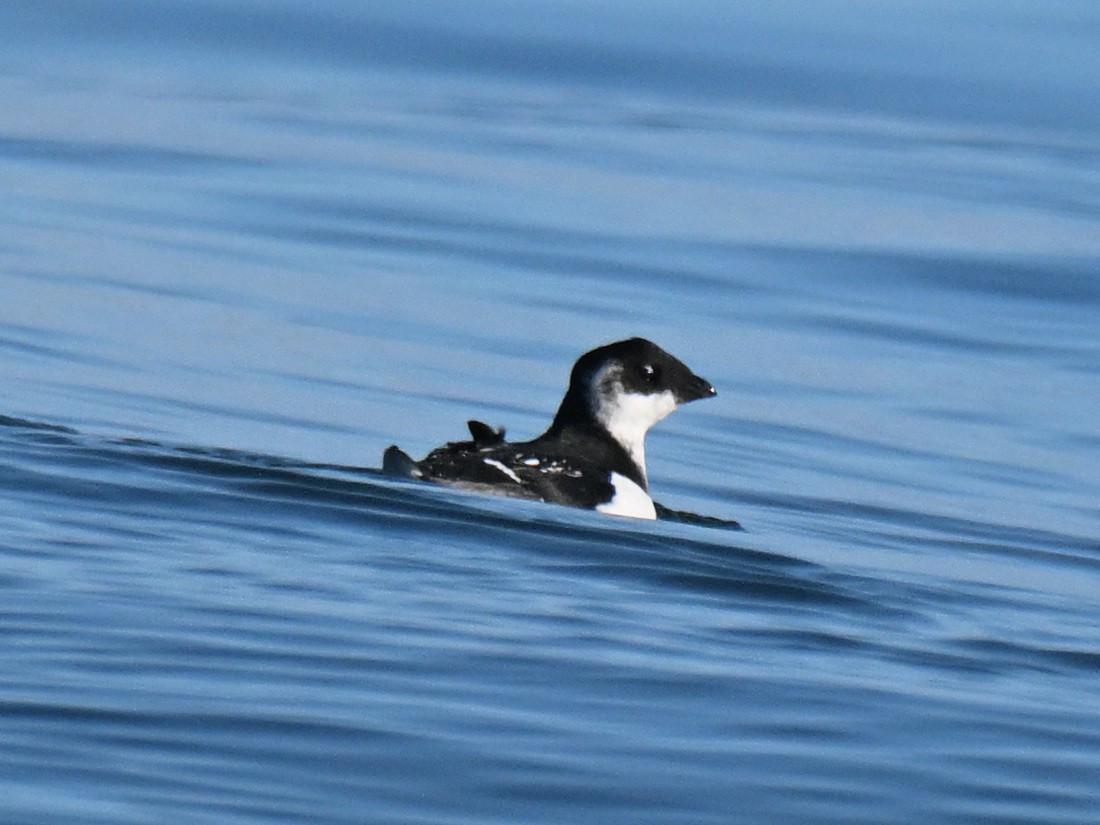 alkekonge - ML645580373