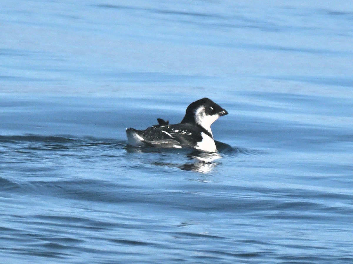 alkekonge - ML645580374