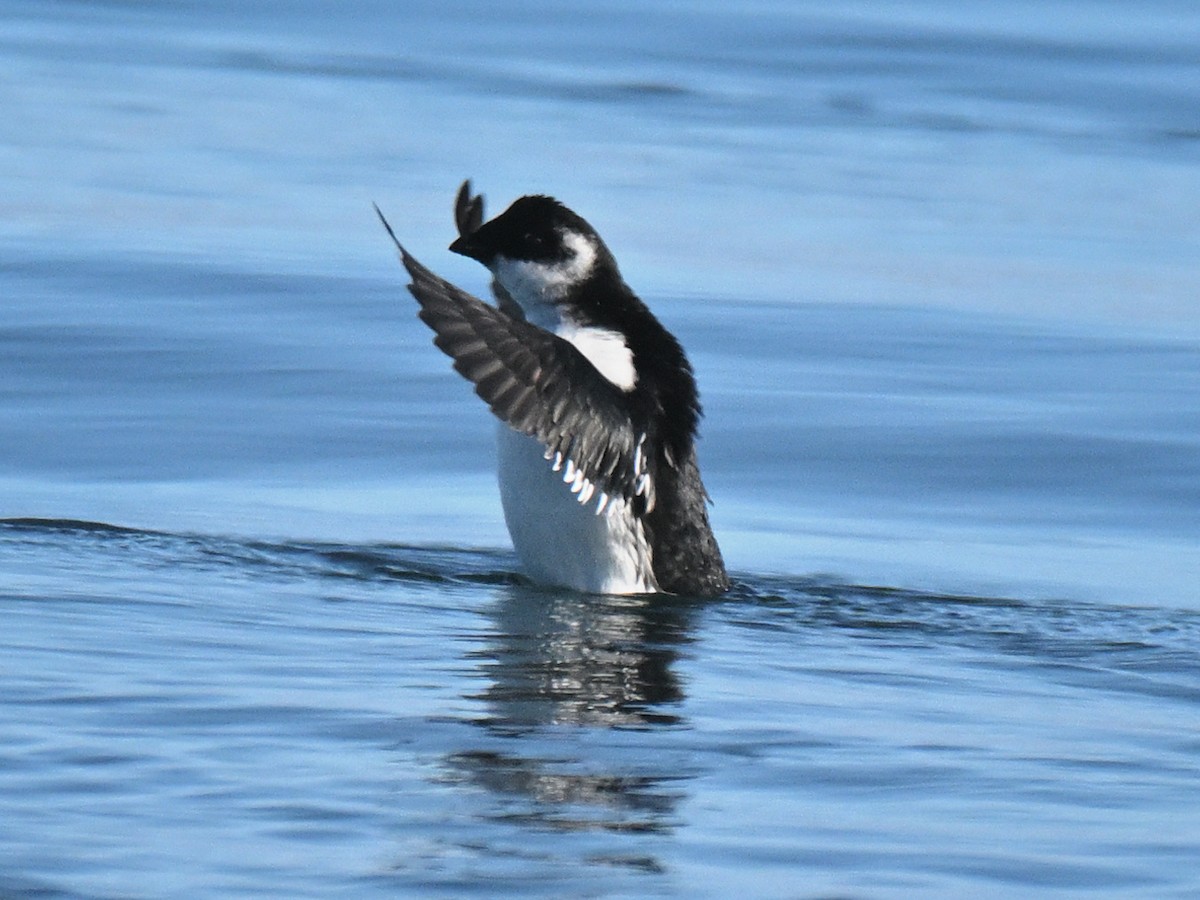 alkekonge - ML645580375