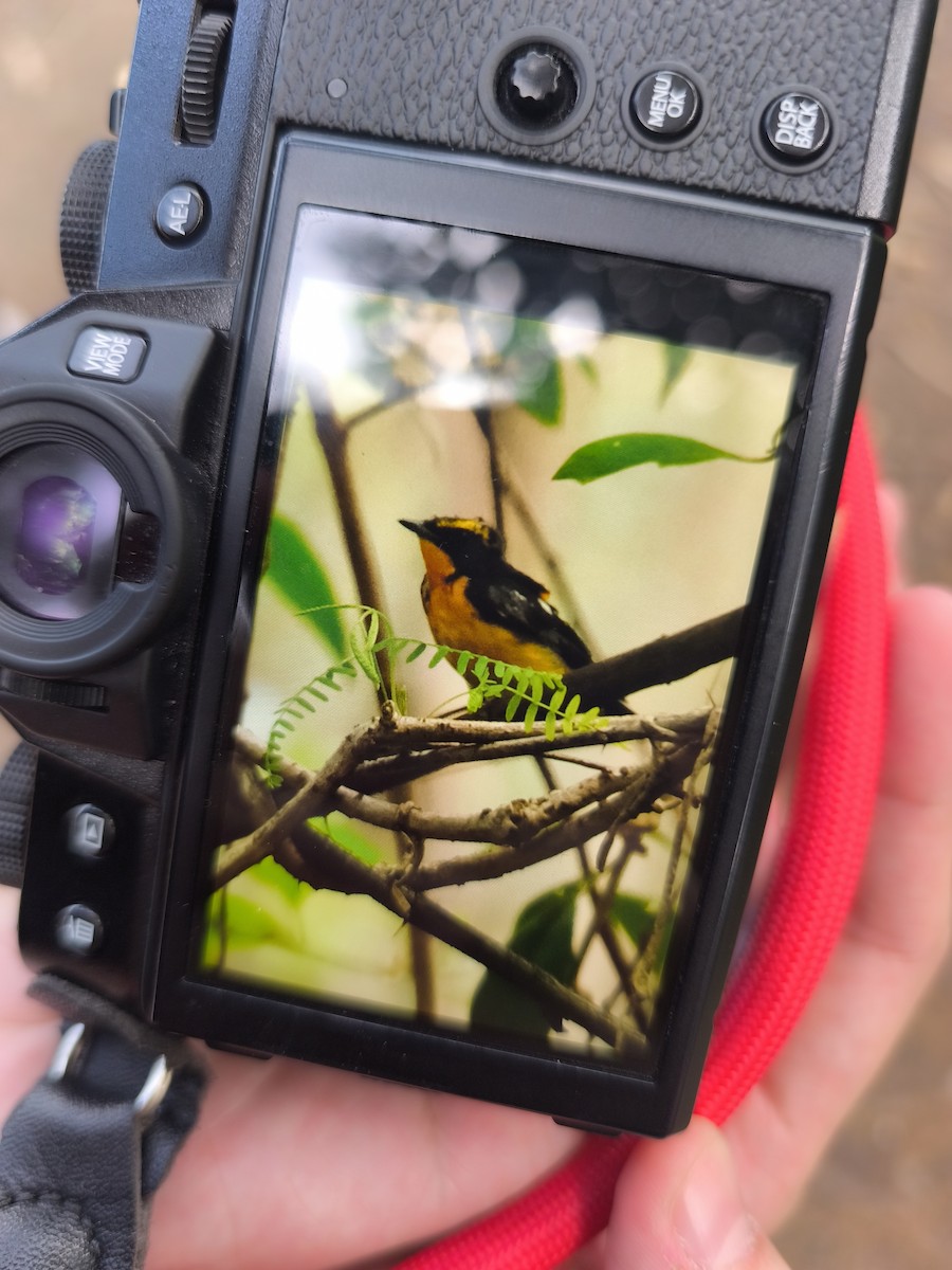 Narcissus Flycatcher - ML645580376