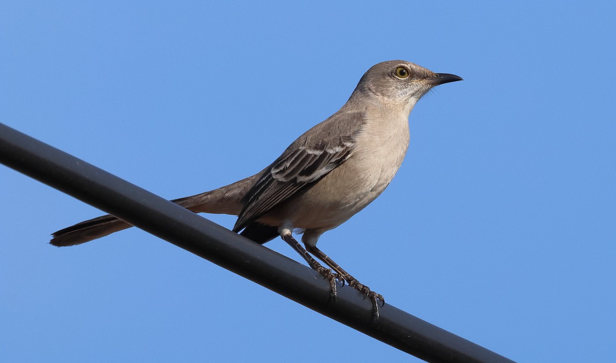 Northern Mockingbird - ML645580380