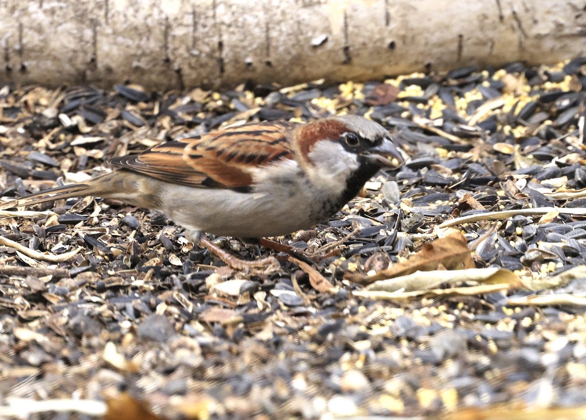 דרור הבית - ML645580381