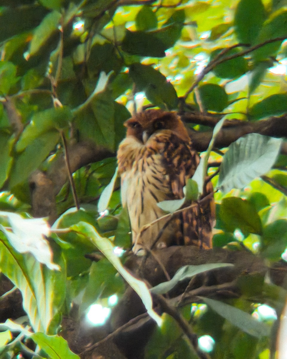 Philippine Eagle-Owl - ML645580389