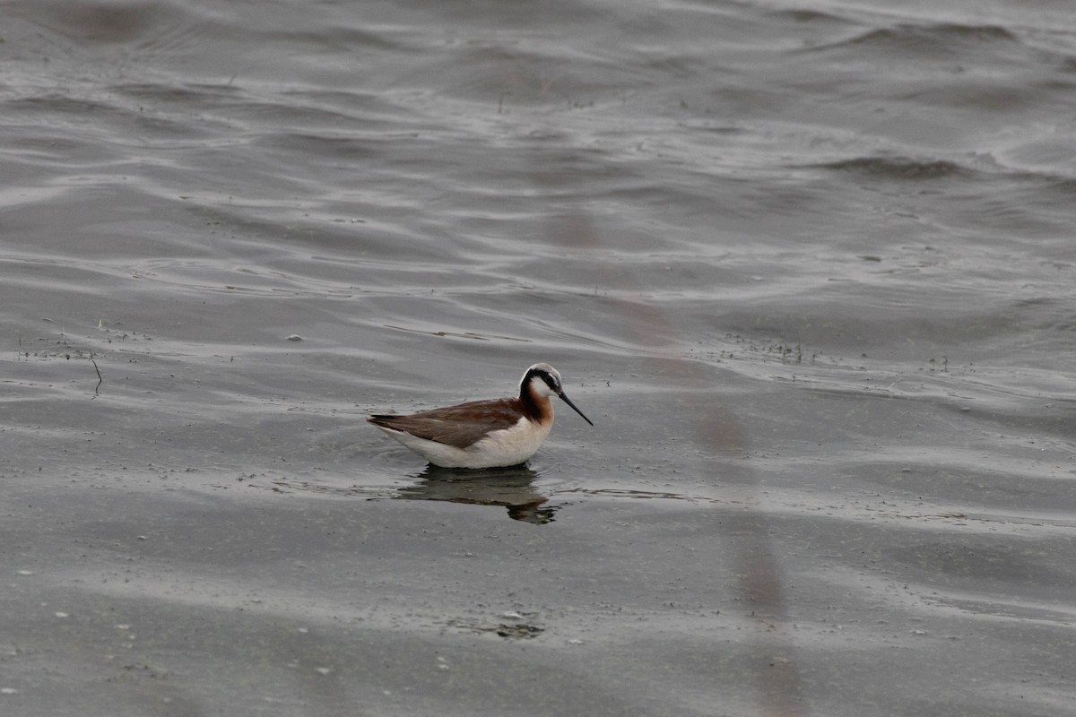 lyskonoh dlouhozobý - ML645580392