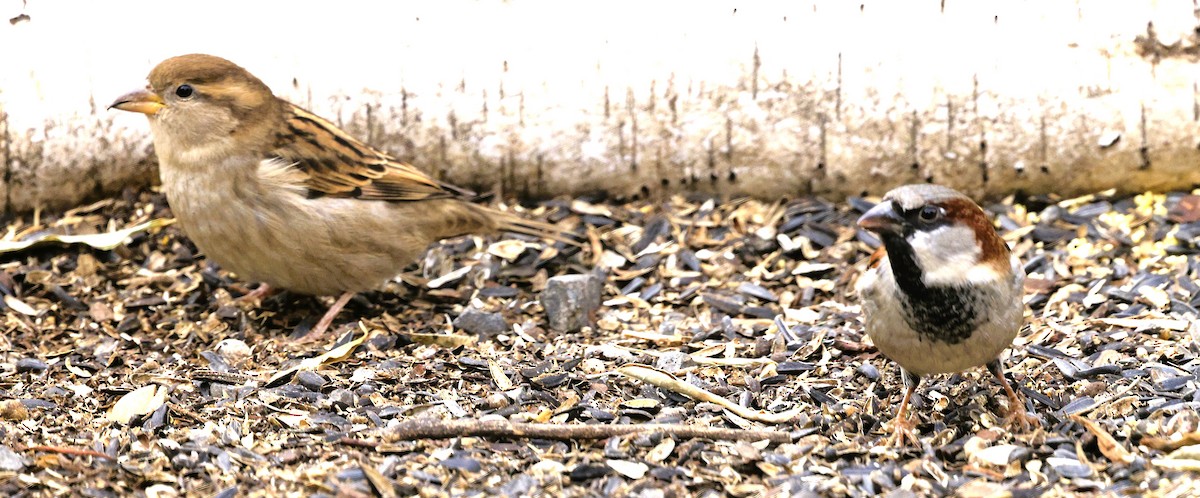 דרור הבית - ML645580394