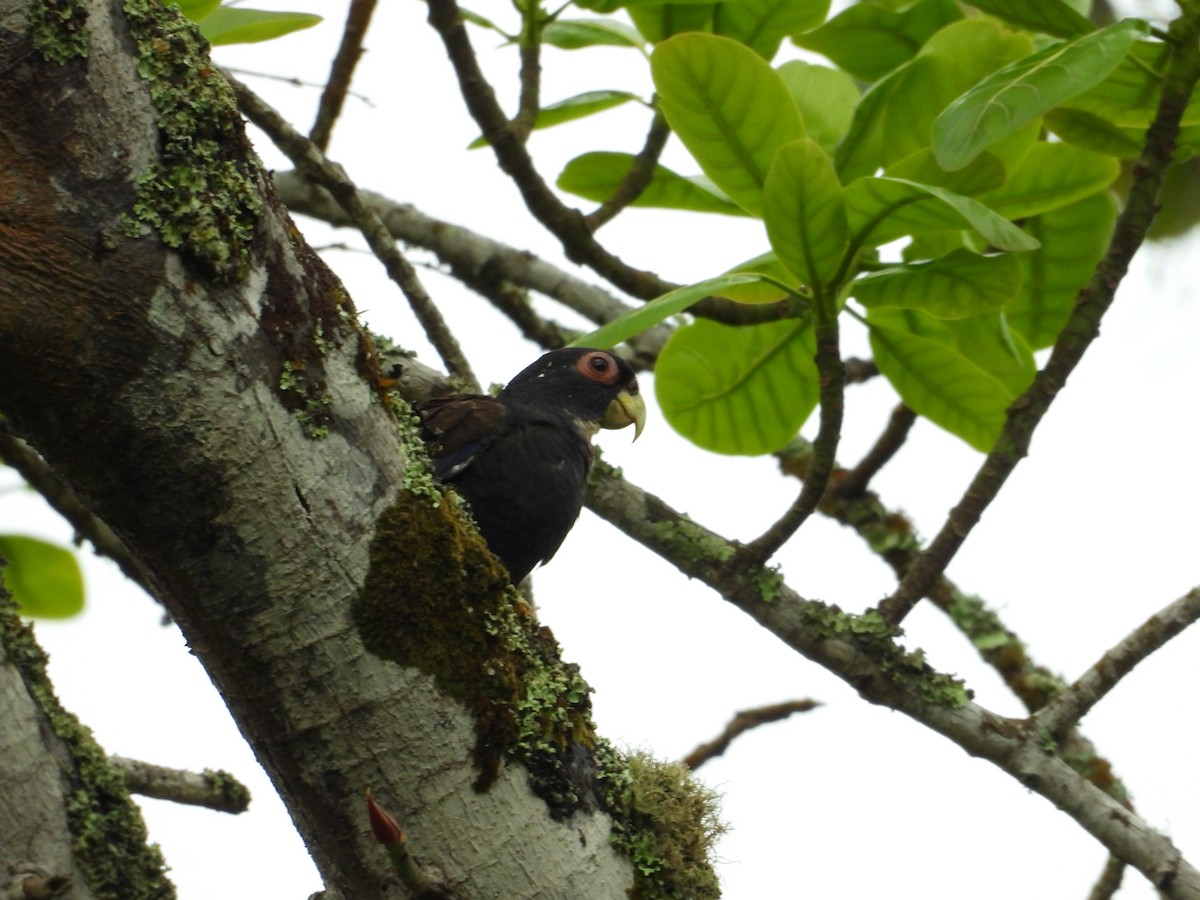 Bronze-winged Parrot - ML645580395