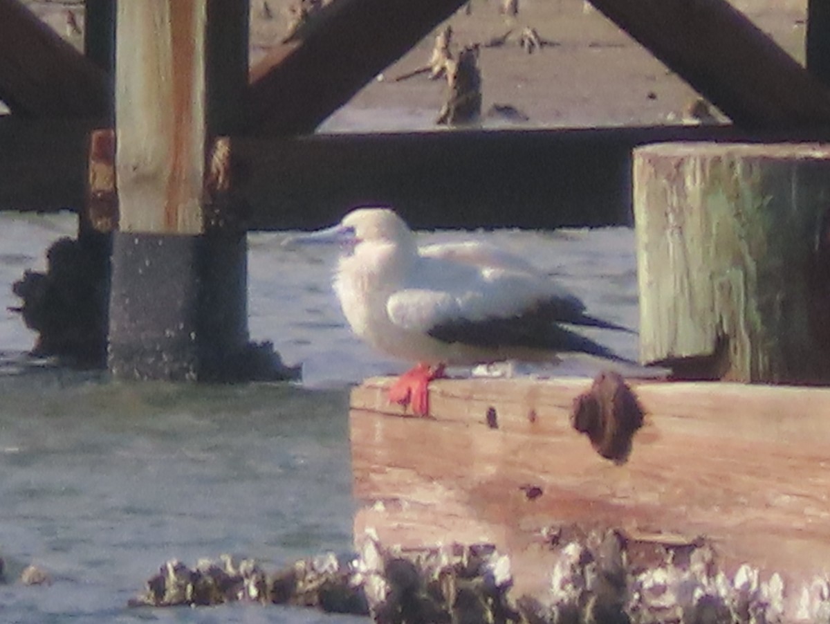 紅腳鰹鳥 - ML645580397