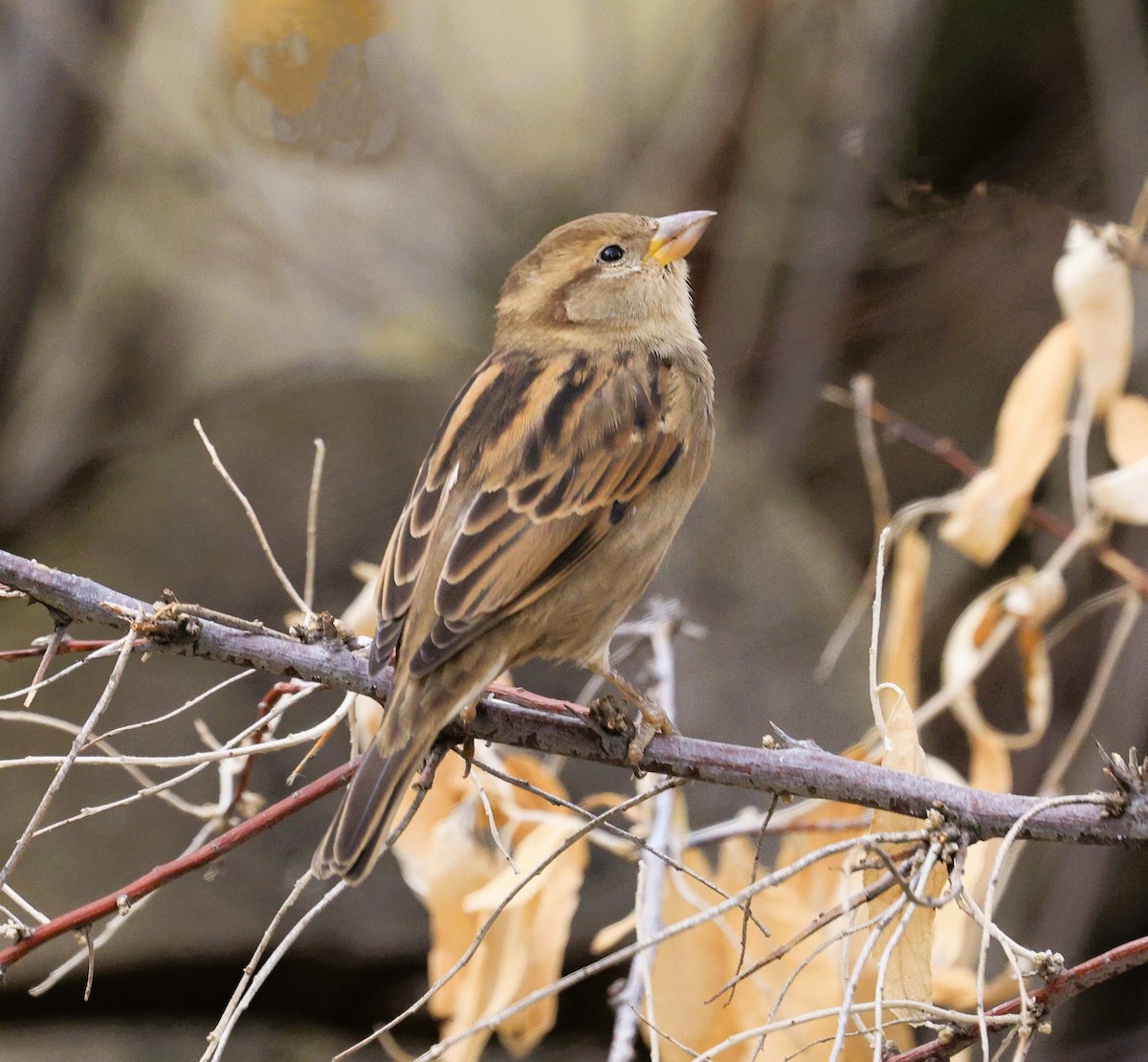 דרור הבית - ML645580403