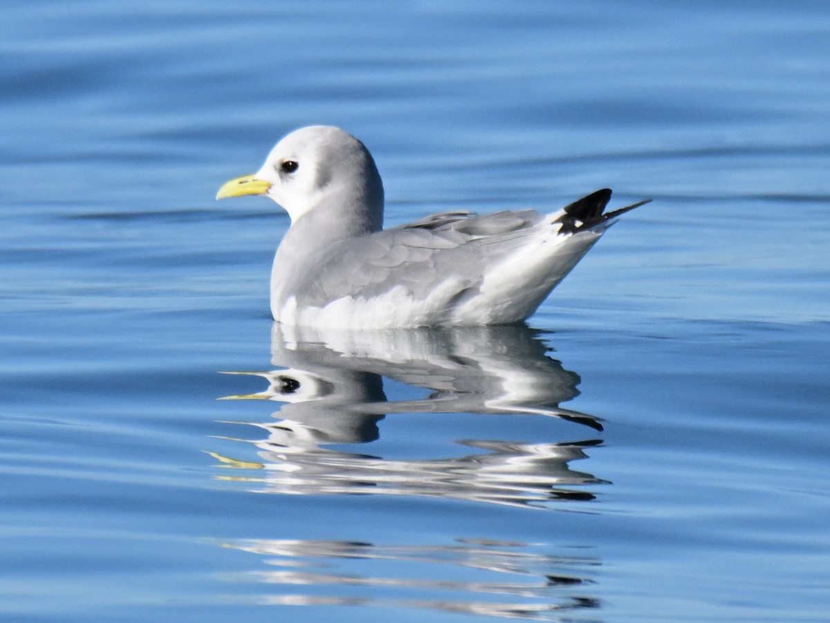 krykkje - ML645580405