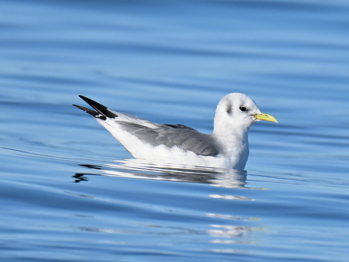 krykkje - ML645580406