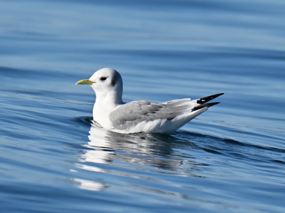 krykkje - ML645580407