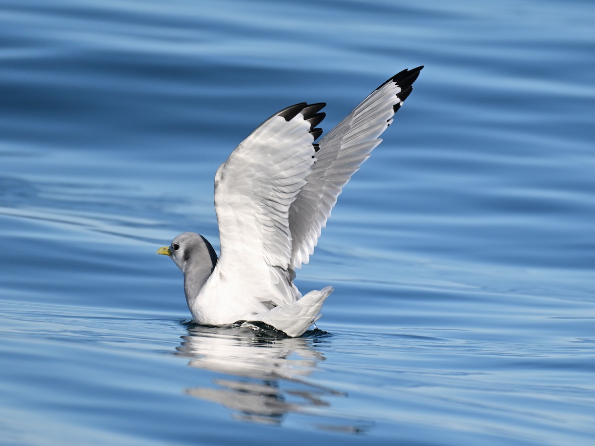 krykkje - ML645580408