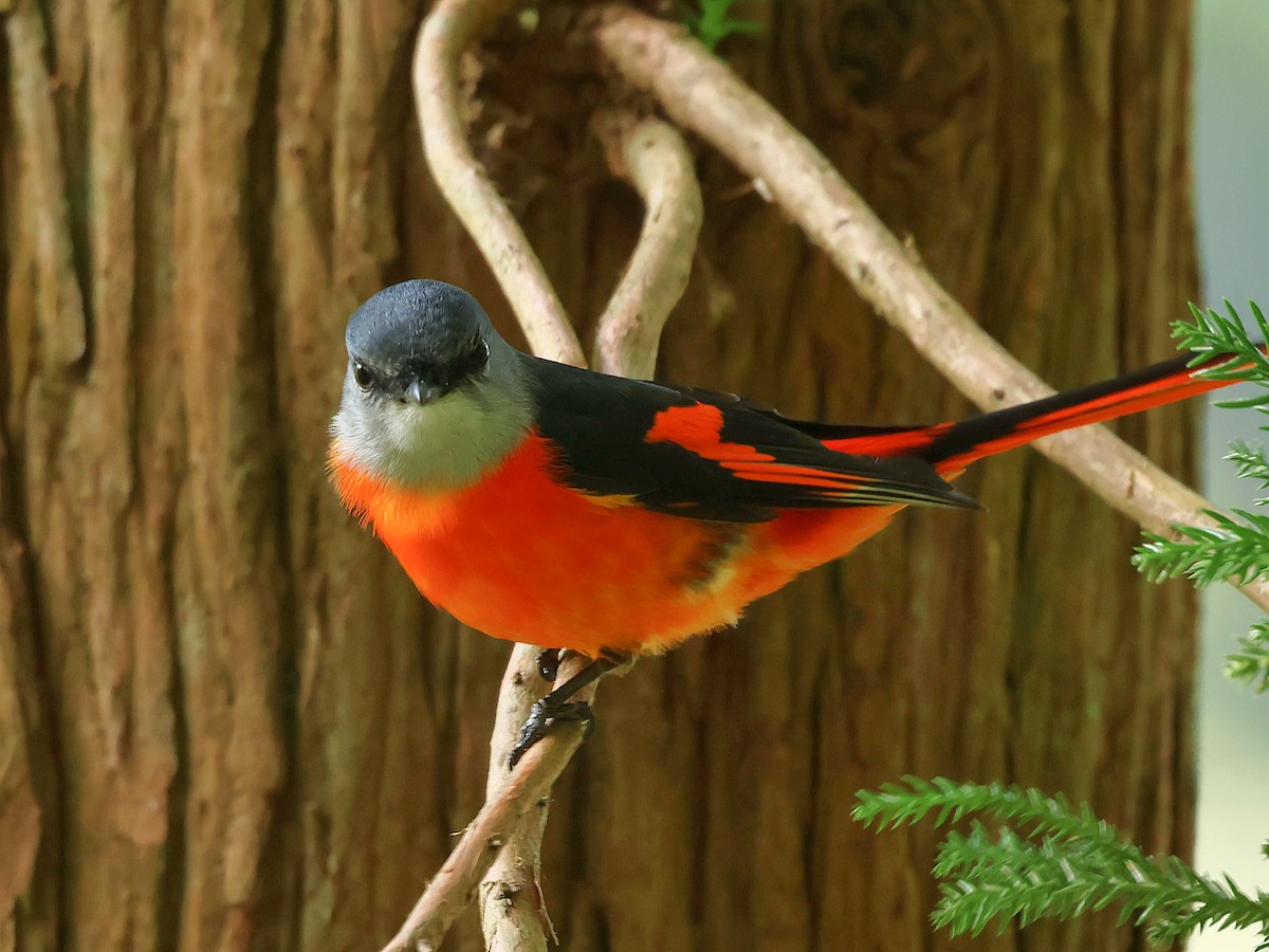 Личинкоїд сірощокий - ML645580412