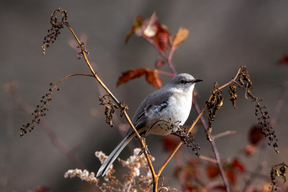 Northern Mockingbird - ML645580413