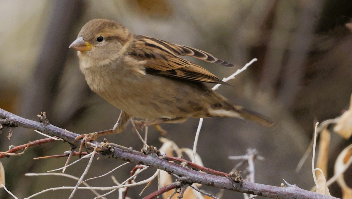 דרור הבית - ML645580414