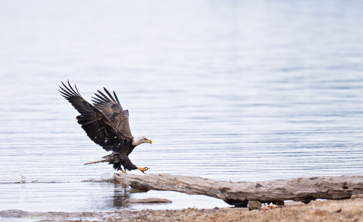 Bald Eagle - ML645580432